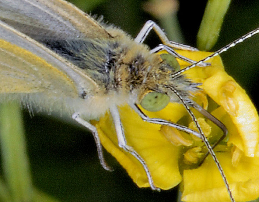 Farfalle, farfalle, anche in approccio amoroso!